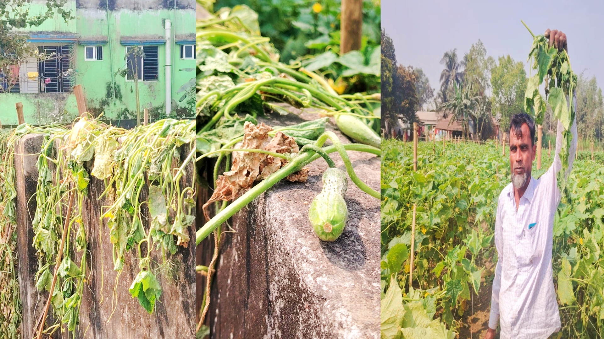 শ্রীপুরে রাতের আঁধারে কৃষকের প্রায় এক বিঘা শসা ক্ষেত কেটে দিয়েছে দুর্বৃত্তরা