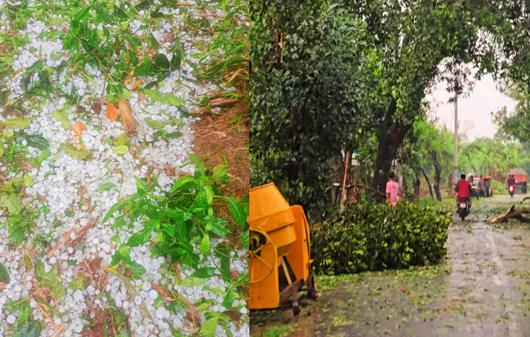 শ্রীপুরে শিলাবৃষ্টিতে ধানসহ মৌসুমি ফসলের ব্যাপক ক্ষতি