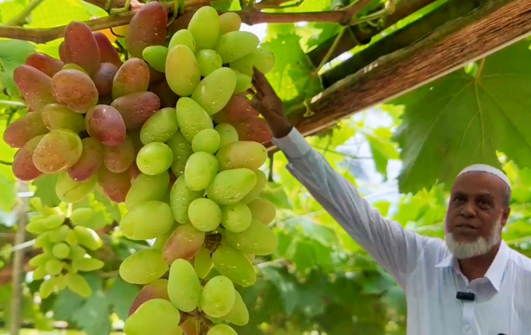 শ্রীপুরে চাষ হচ্ছে বিদেশী জাতের আঙুর