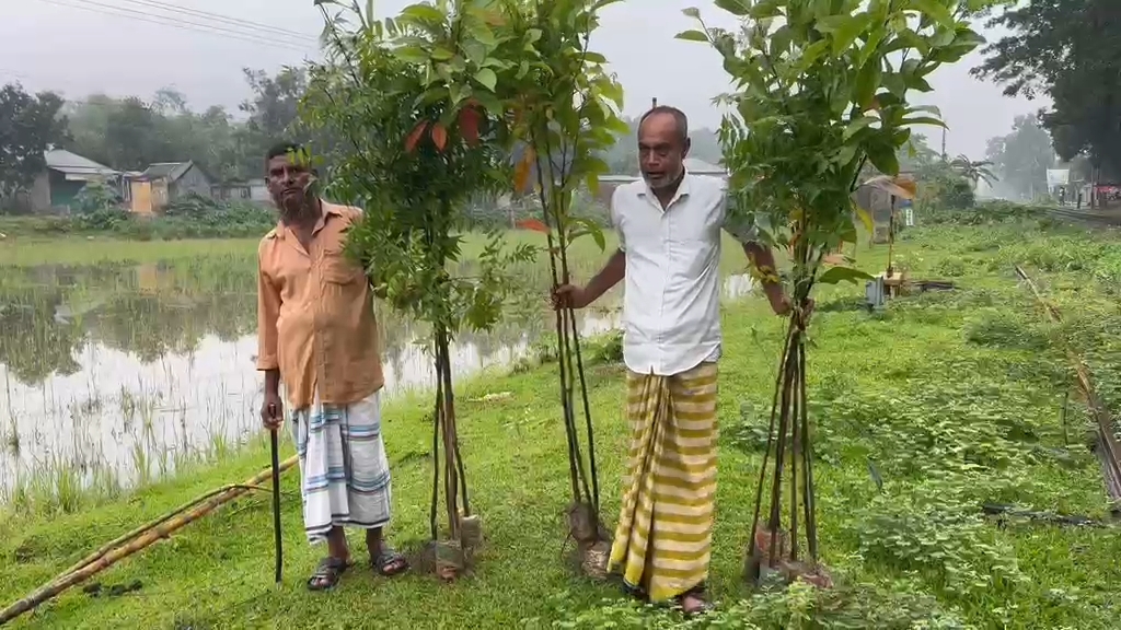 ​শ্রীপুরে চারা গাছ ভাঙচুরের অভিযোগ অস্বীকার : উল্টো গাছ লাগিয়ে দৃষ্টান্ত গড়লেন বাচ্চু মিয়া