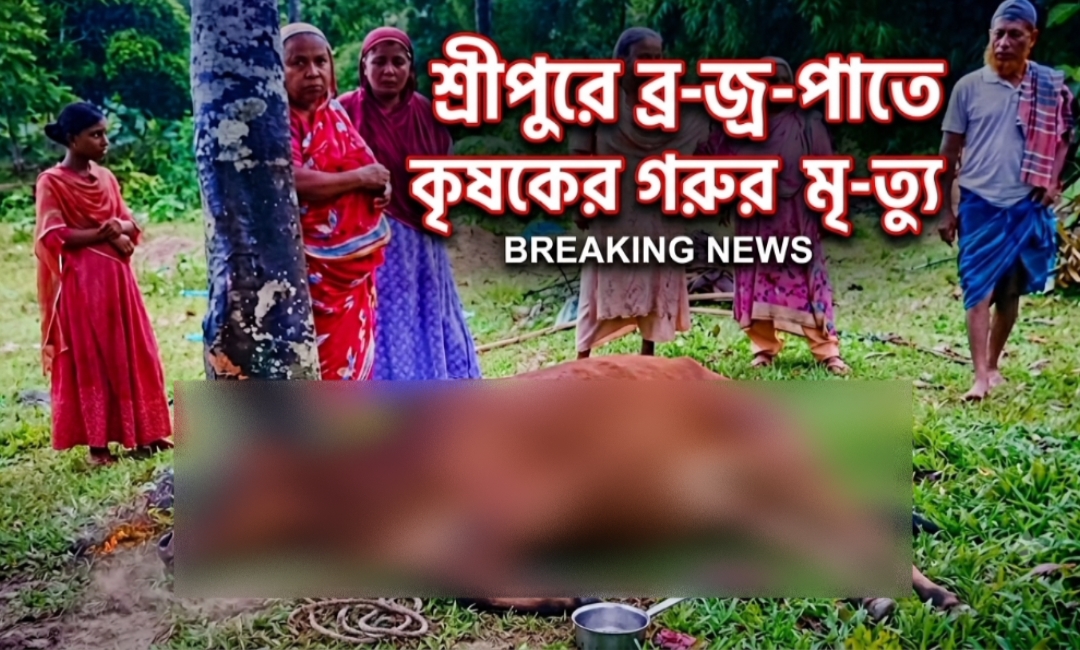 শ্রীপুরে ব.জ্র.পাতে কৃষকের একটি গরুর মৃ.ত্যু