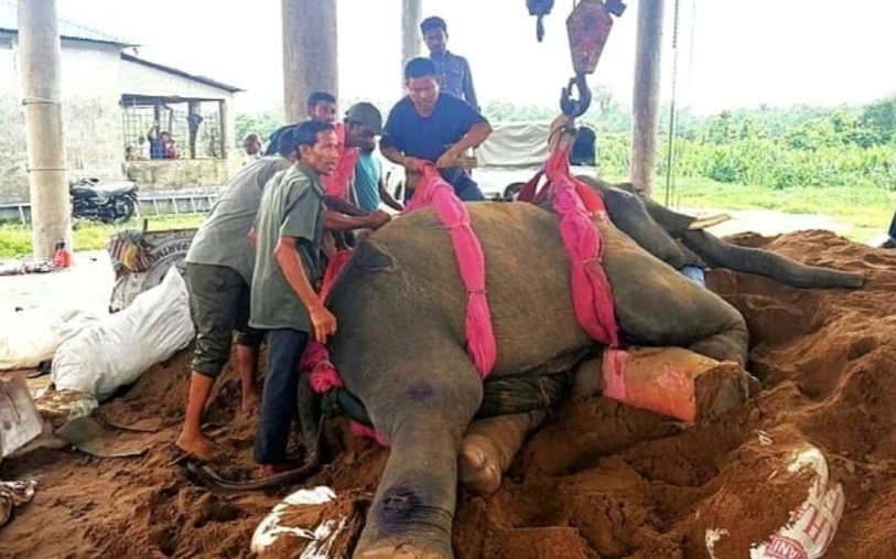 গাজীপুর সাফারি পার্কে অন্য হাতির আ.ক্র.মণ: দুই পা ভেঙে মৃ.ত্যু.র মুখে ‘রাজু বাহাদুর’