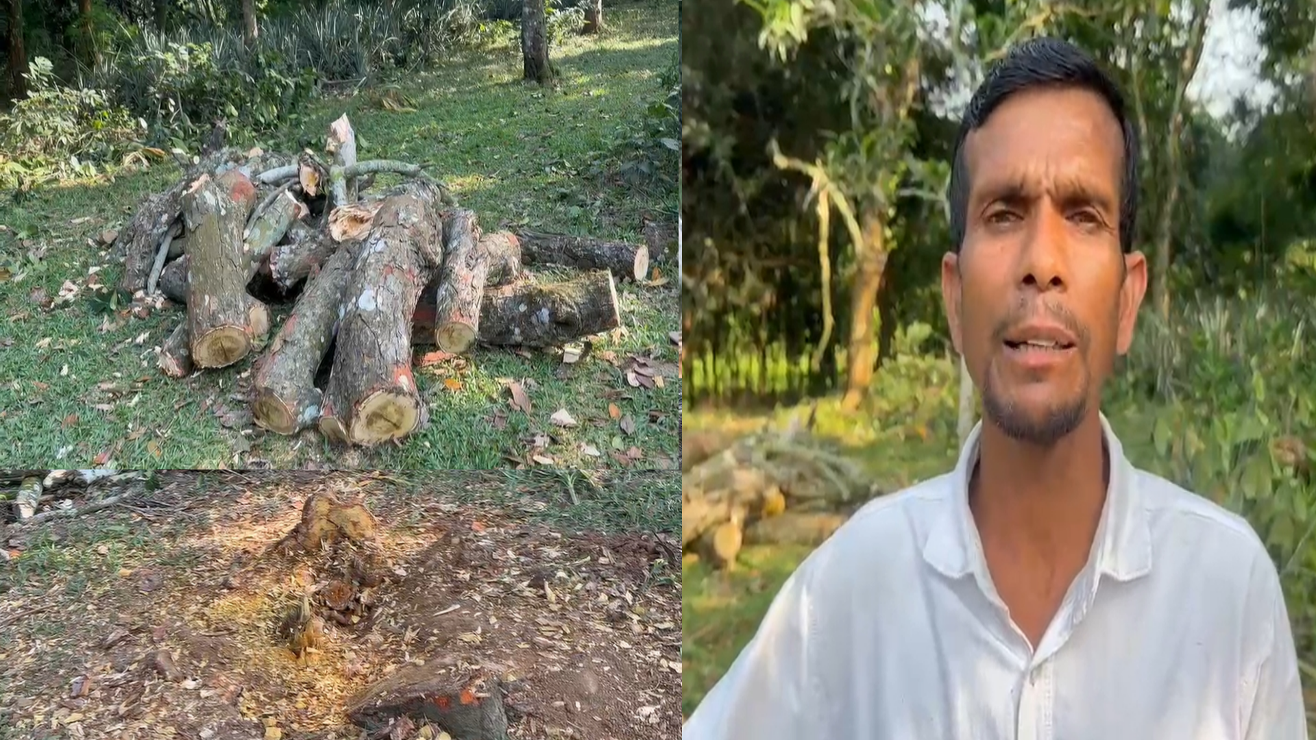 শ্রীপুরে সৎ ভাইয়ের বিরুদ্ধে জমি দ.খ.ল ও গাছ কাটার অভিযোগ